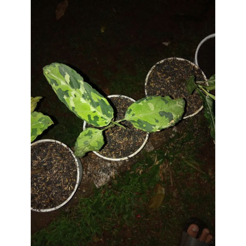 aglonema pictum three color /pictum tri color