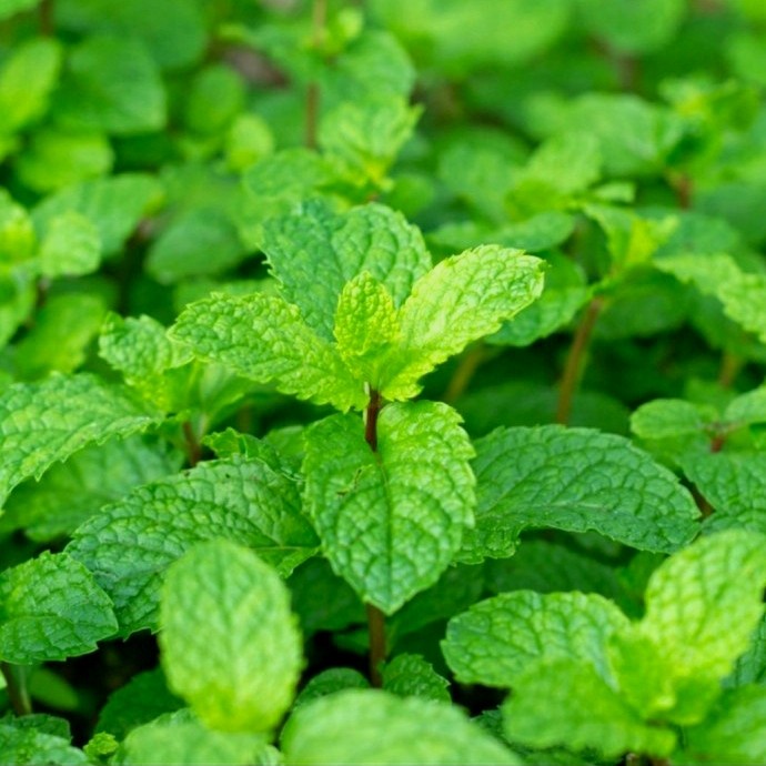 

DAUN MINT SEGAR