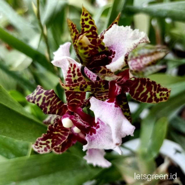 Anggrek Oncidium Mesain White