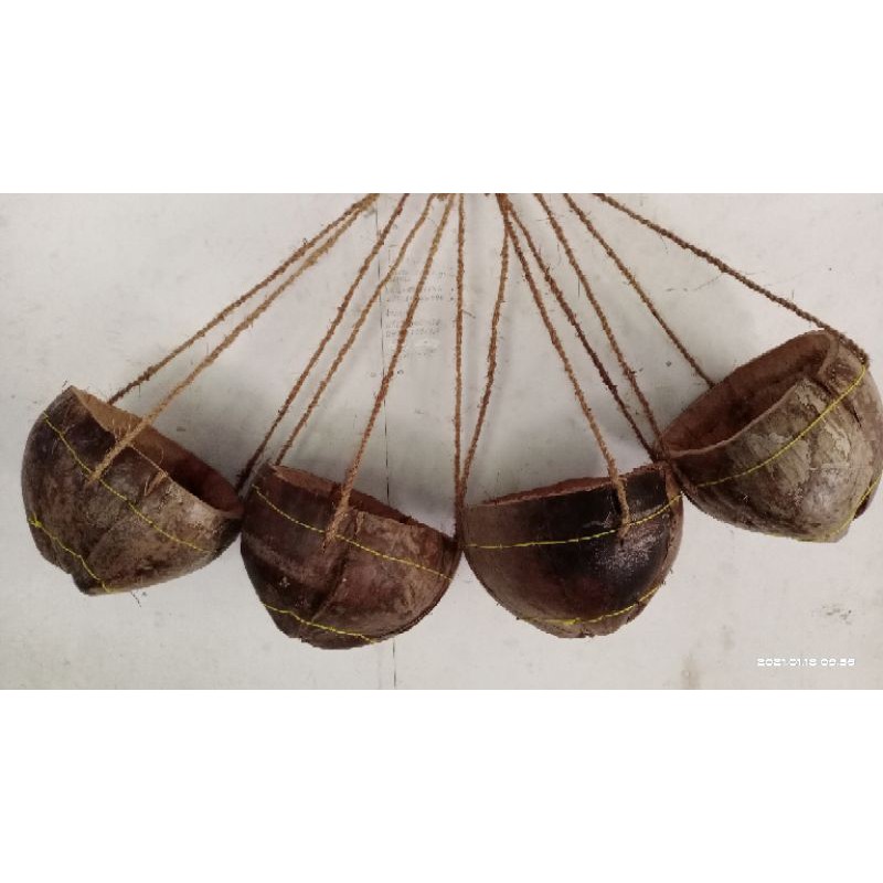 POT GANTUNG KELAPA ALAMI