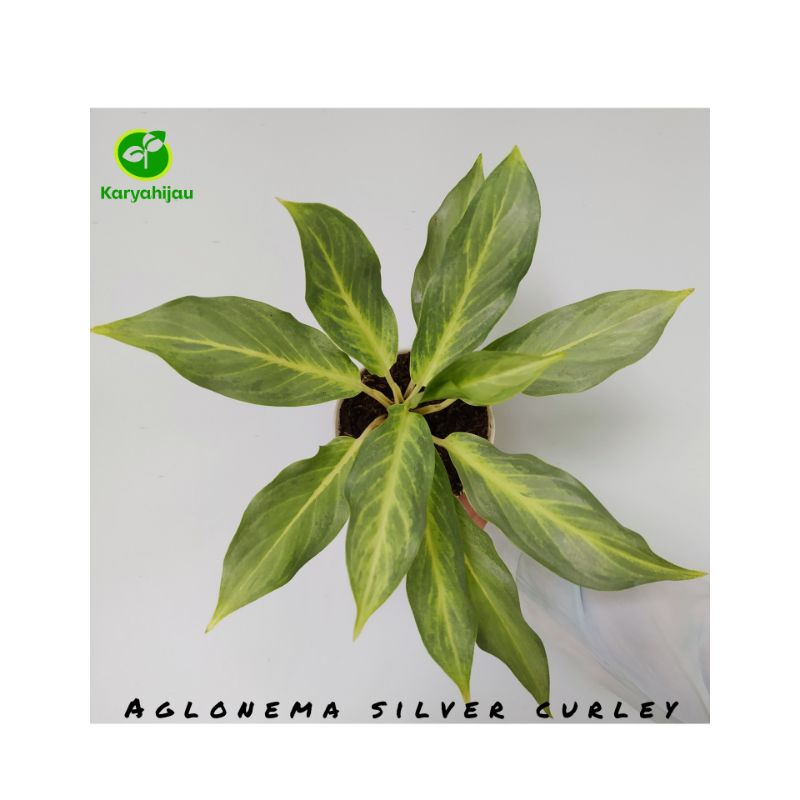 Tanaman Hias Indoor Aglaonema Aglonema Silver Curly