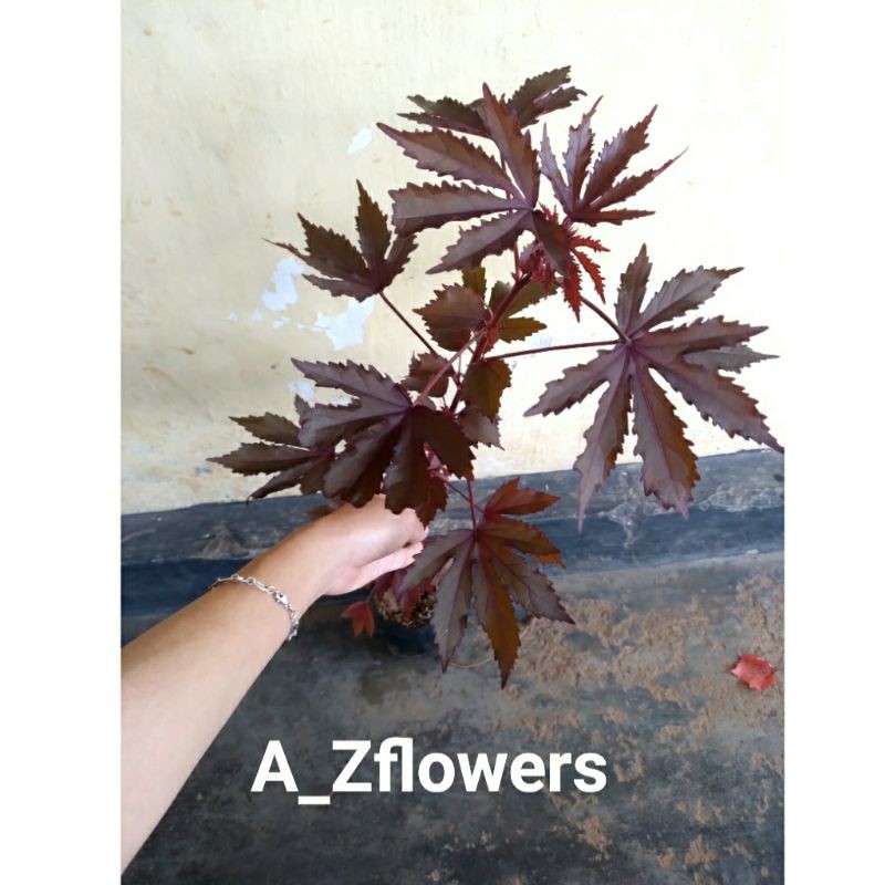 BAHAN BONSAI JAVA MAPLE LOKAL