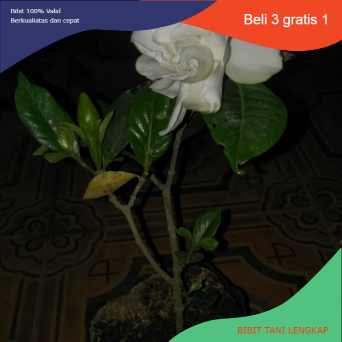 Bibit Bunga Melati Tumpuk || Melati Tumpuk