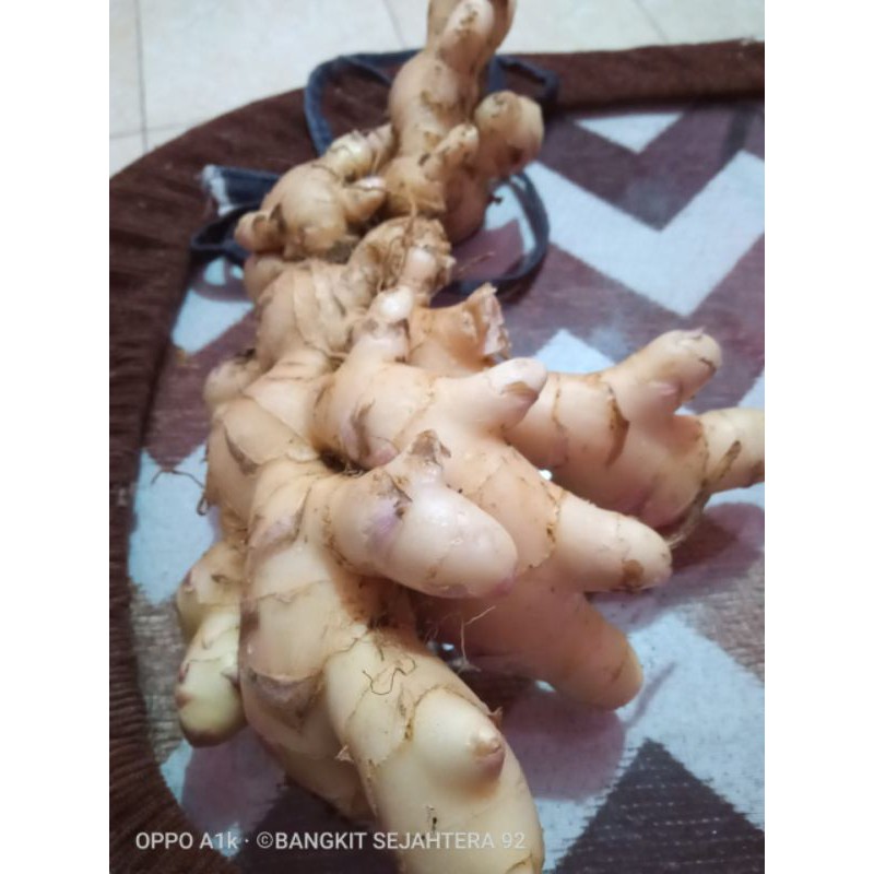jahe gajah jahe muda dan tua jahe putih segar/200gram