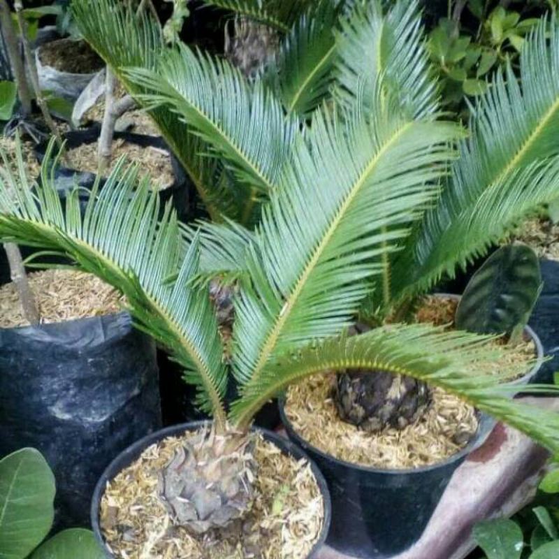 Tanaman hias sikas pakis haji