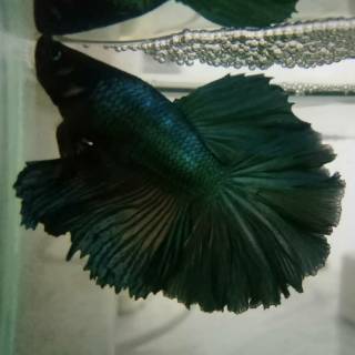 hiasan aquarium betta fish murah ikan cupang male halfmoon