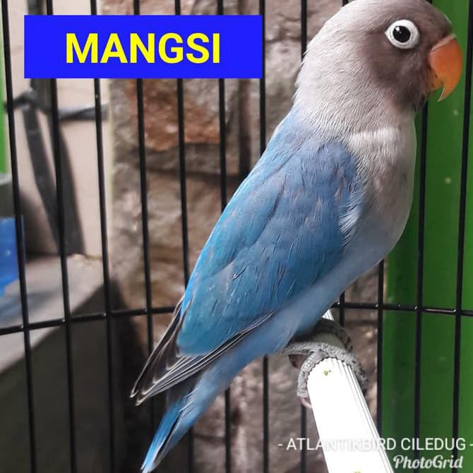 Super Sale Burung Lovebird Mangsi 2 5 3bln Update Stock By Wa