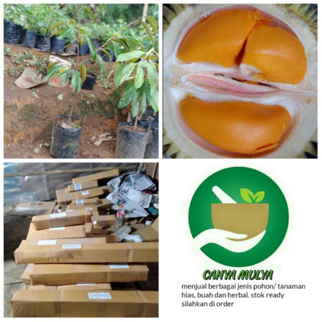 Bibit pohon buah durian lai - lay - durian Kalimantan tinggi 40-60 cm okulasi