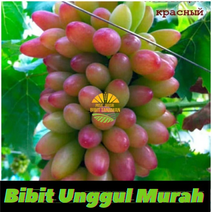 Bibit anggur import muscat brilliant Grafting Siap