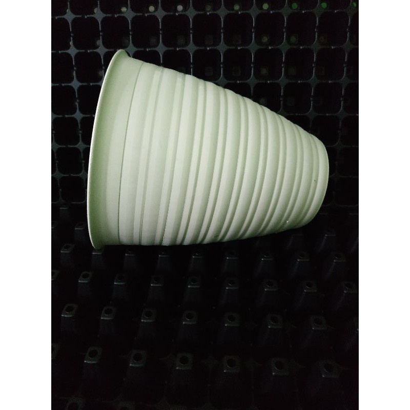 Pot Madu Tirus / Pot Madu Tirus Putih 20