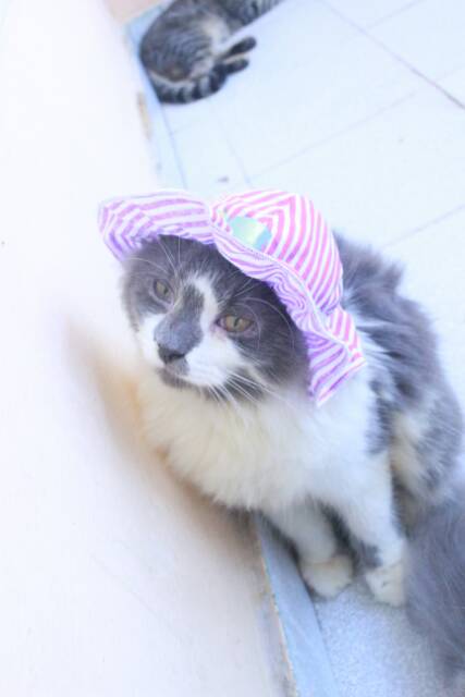 Topi pantai warna ungu strip untuk kucing dan anjing size kitten dan adult.