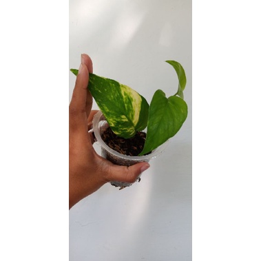 epipremnum kujang / epipremnum yellow variegata