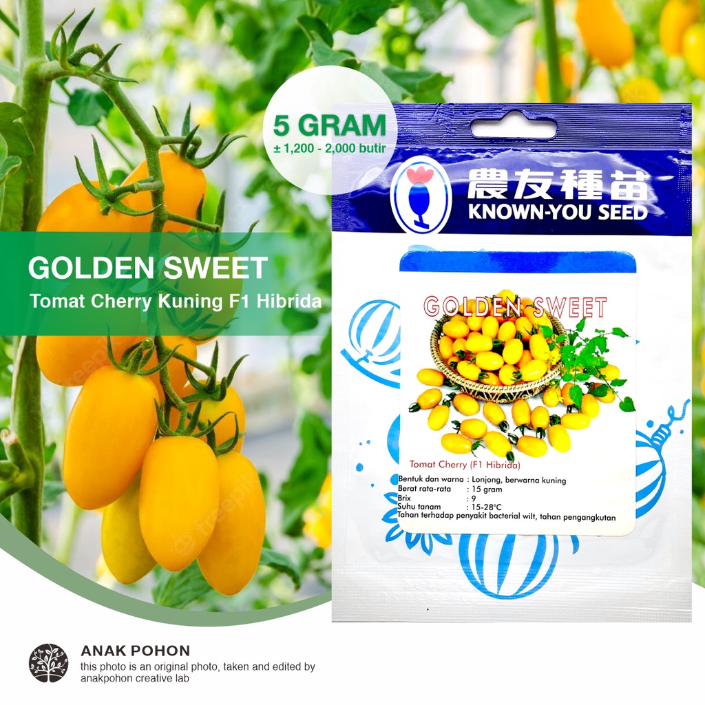 (1 PACK) Benih Tomat Ceri Kuning Mini GOLDEN SWEET Hibrida F1 Yellow Cherry Tomato Seeds - Known You Seed KYS - 5 GRAM