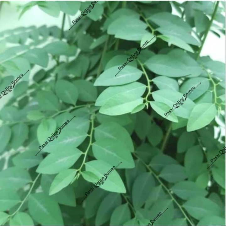 

Sayur Segar Daun Katuk Per Ikat