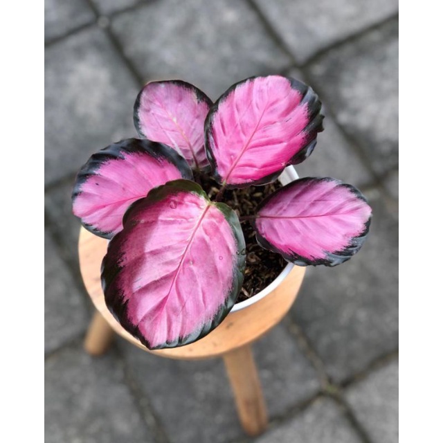 tanaman hias - tanaman calathea crimson - calathea crimson