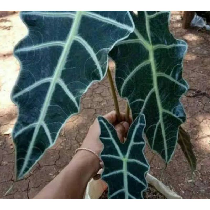 Tanaman hiaskeladi Amazon caladium amazon