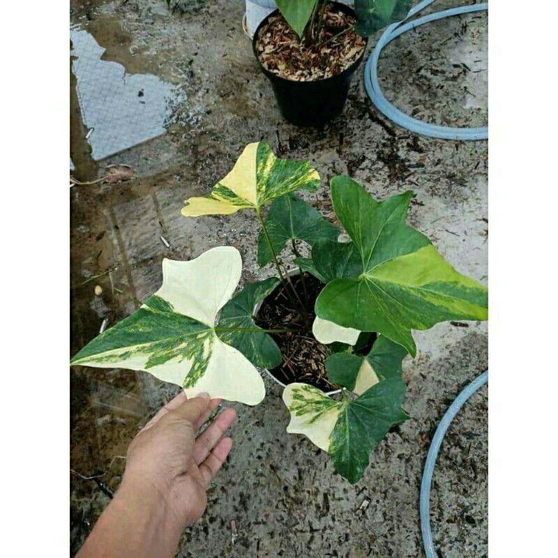 Bonggol Philodendron Prodactil Varigata