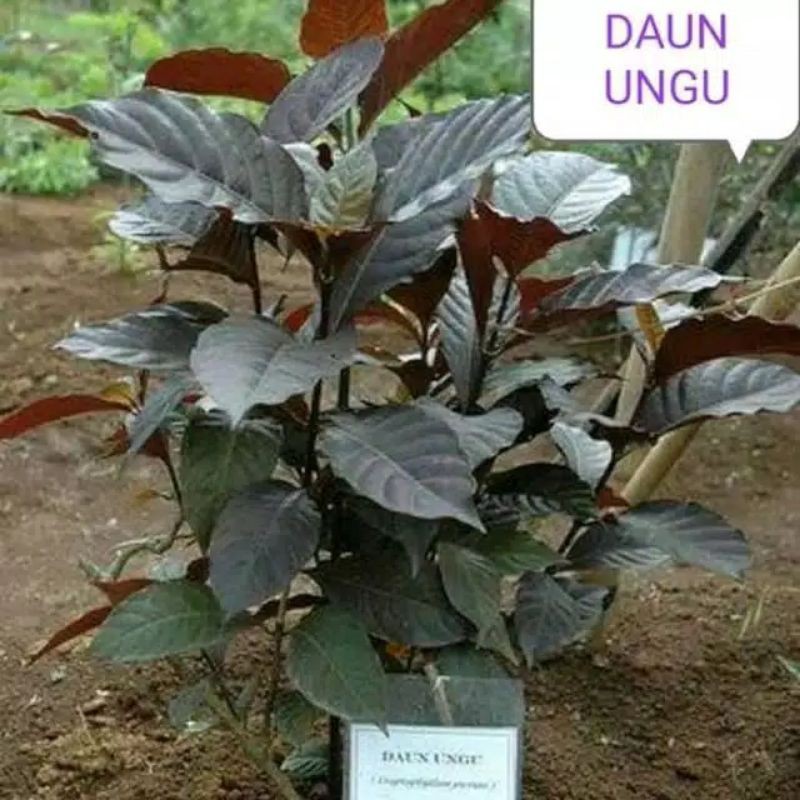 bibit daun ungu