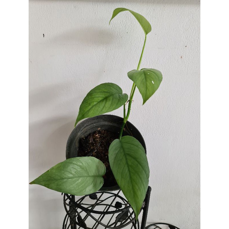 Epipremnum Cebublue