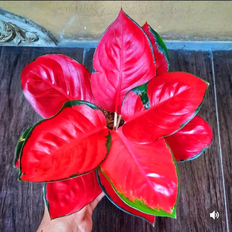 Aglonema Suksom Tanaman Hias Bunga Aglaonema Murah Merah BUKAN bonggol bibit - tanaman hias hidup - 