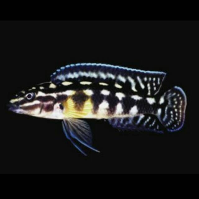 Julidochromis Marlieri Julido Cichlid Lake Tanganyika Marlier's Julie Spotted Chequere