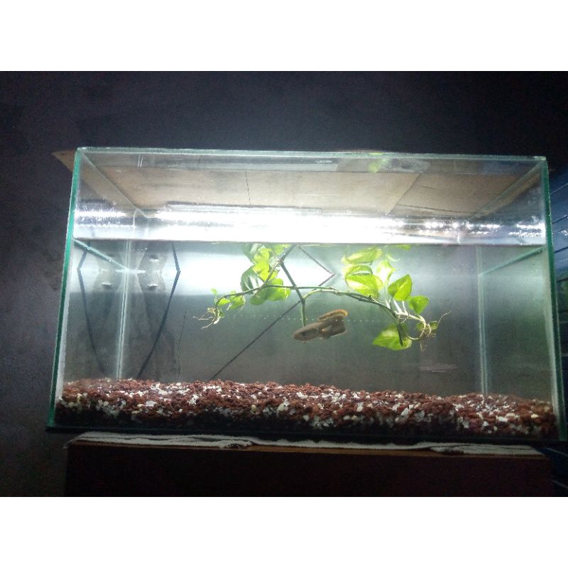 chana limbata 15cm KING SINGGLE RASA ANDRAO TANK spek kontes rim tebal calon juara 15 CM CALON GACOA