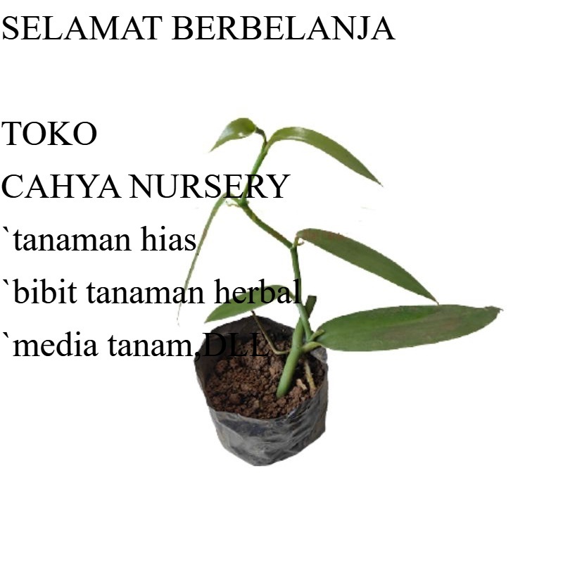 PROMO Bibit vanili 1 ruas cut vanilla paneli vaneli vania kualitas unggul