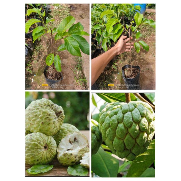 Bibit Pohon Buah Srikaya Besar - Pohon Buah Srikaya Besar Jumbo
