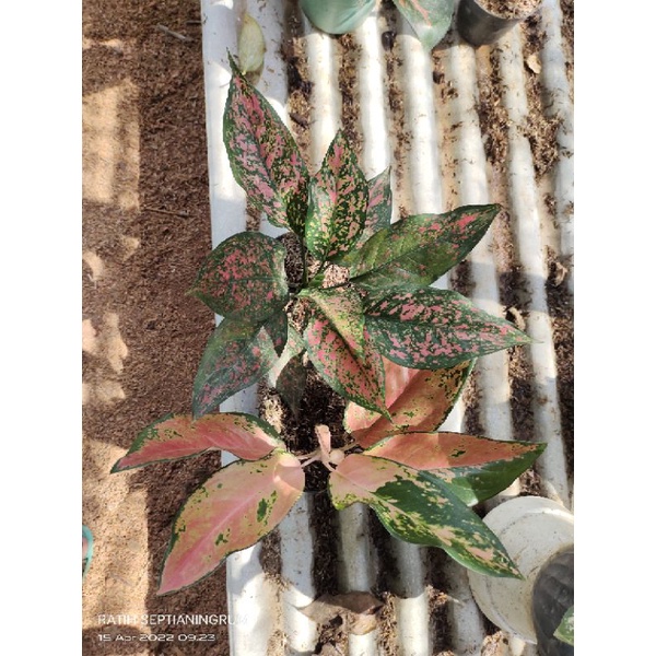 Aglonema Rubby batik dan kocin camelon