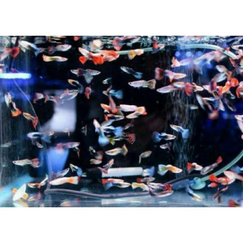 Diskon Ikan Hias / Ikan Guppy Cendolan Paket 20 Ekor