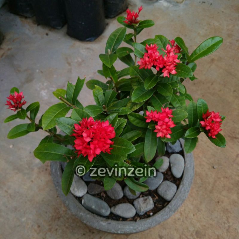 

Asoka / Soka India Merah