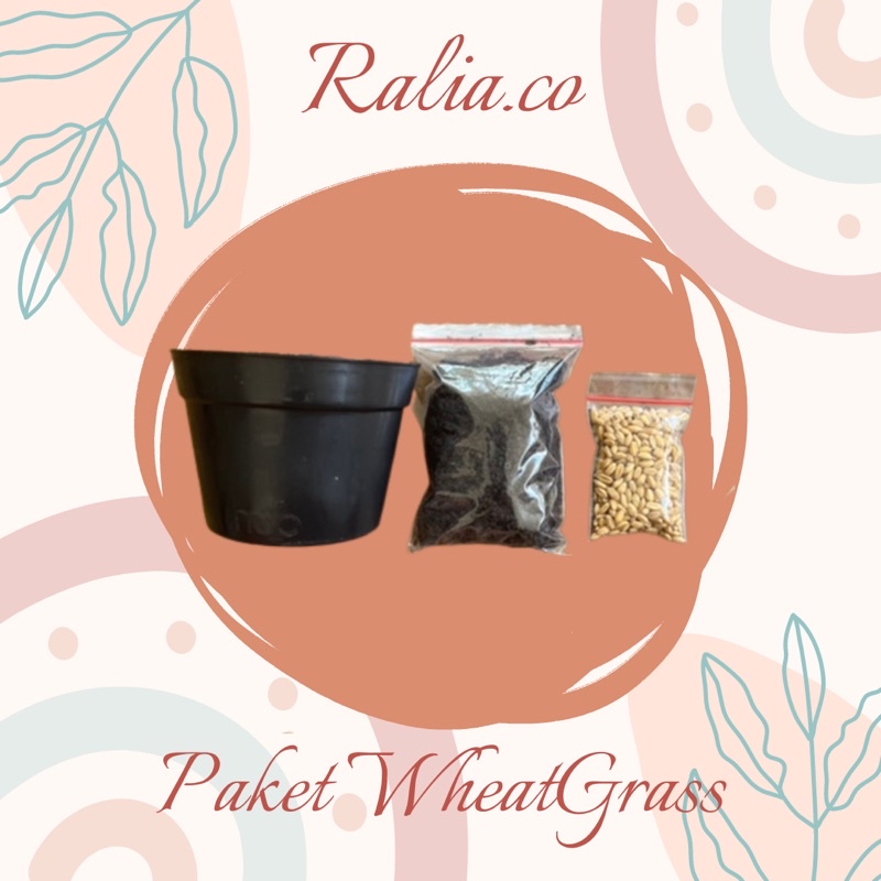 DIY PAKET CAT GRASS WHEAT GRASS RUMPUT KUCING BIBIT RUMPUT GANDUM