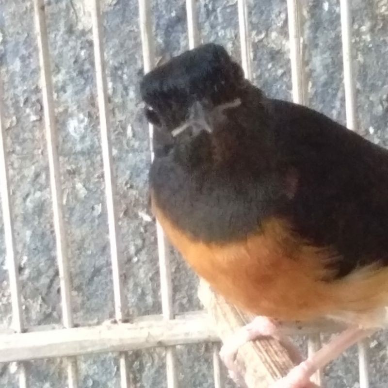 murai batu Medan betina dewasa siapan kawin