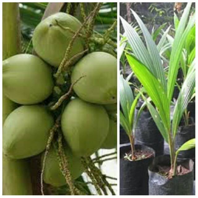 Kelapa Pandan Wangi