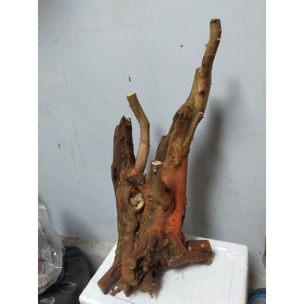 bahan bonsai Dongkelan Serut Lanang jumbo karakter keropos