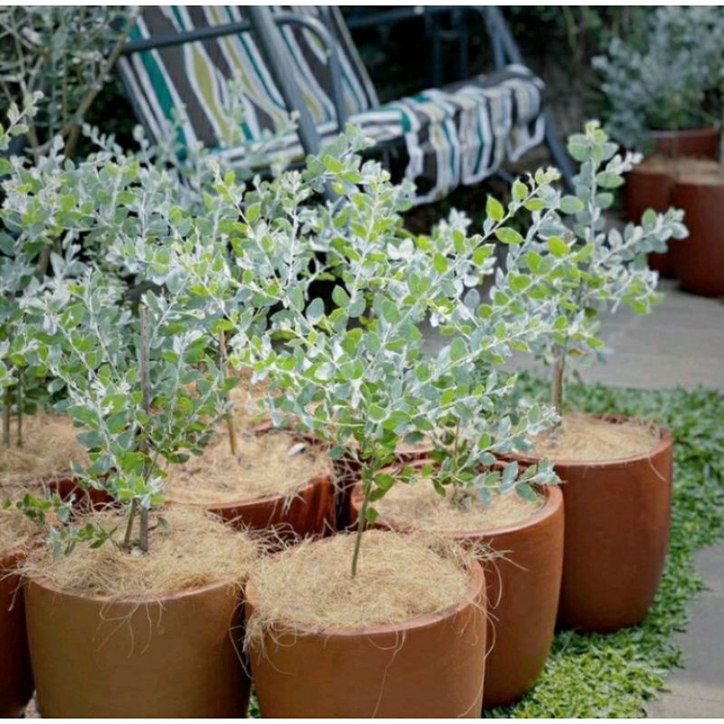 tanaman silver dollar/ maimusa / acacia podalyriifolia