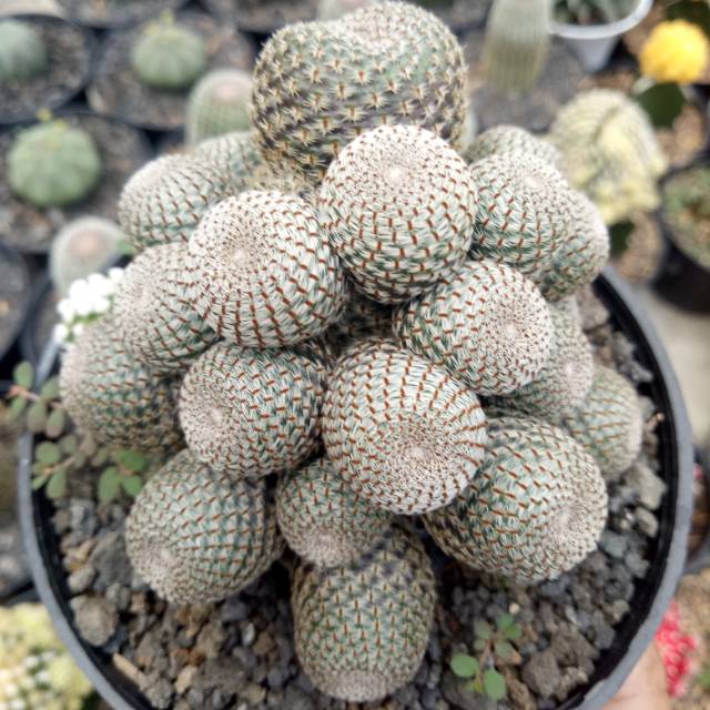 Rebutia Cactus