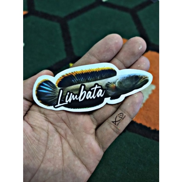 Stiker Channa Limbata | Limbata