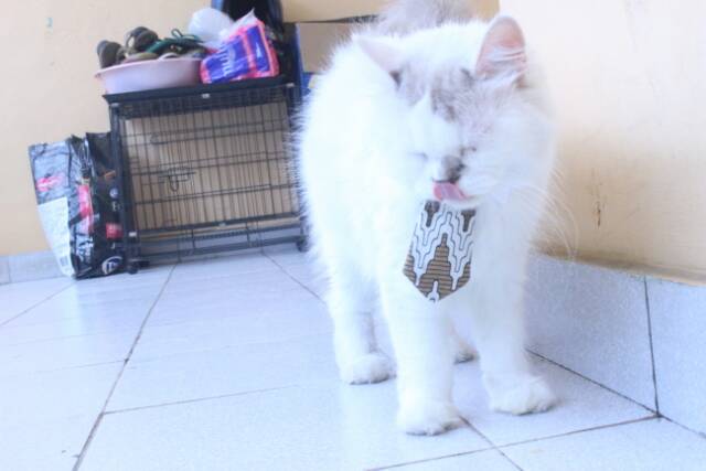 Dasi panjang untuk kucing dan anjing / aksesoris hewan lucu / long tie for cat size adult kitten