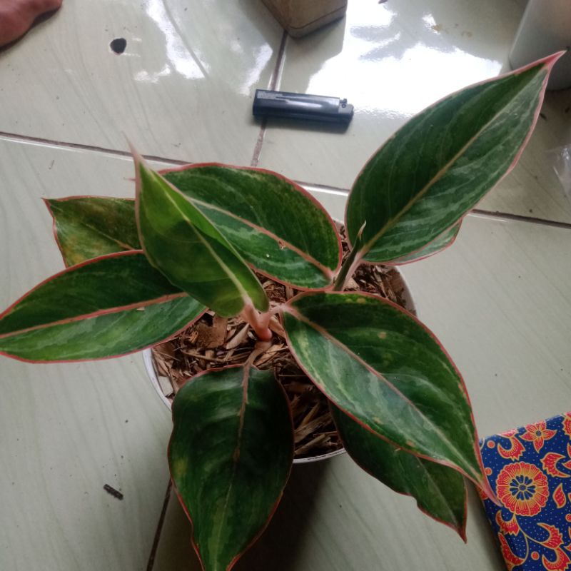 tanaman hias lipstik emerald dragon