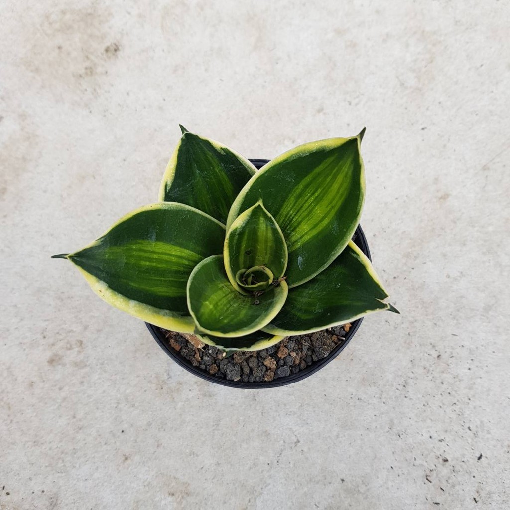 SANSEVIERIA PAGODA STRIATA TANAMAN HIAS SUKULEN KAKTUS