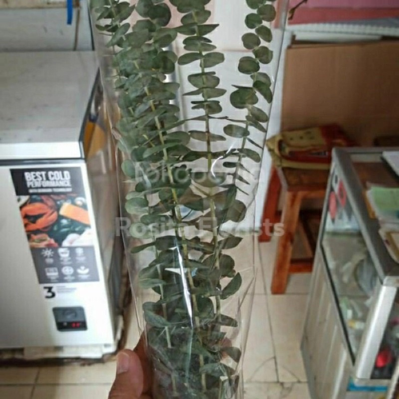 daun silver dolar