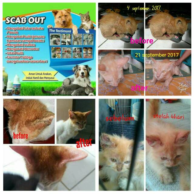 Obat jamur kucing ampuh | obat scabies | obat luka hewan | obat jamur hewan | scab out 10 ml