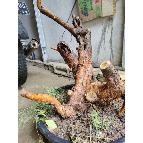 bahan bonsai dongkelan murbei angker