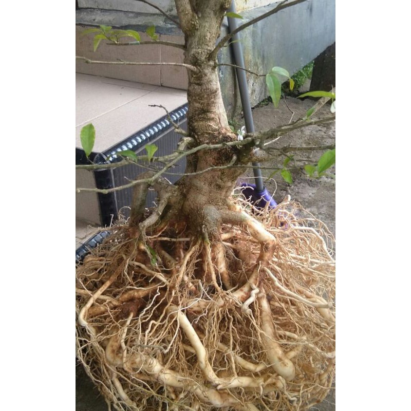 bonsai anting putri batang besar akar keliling batang jumbo berkarakter