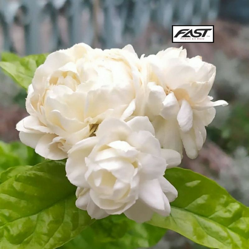 Tanaman Hias Bunga Kaca Piring - Bunga Melati Kaca Piring