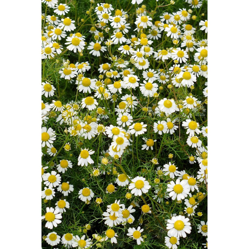 Benih Bibit Biji - Bunga Common Chamomile German Camomile Flower Seeds - IMPORT