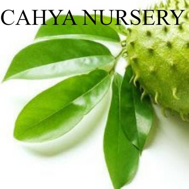 

Promo Daun sirsak segar 1kg baru dipetik buat obat herbal