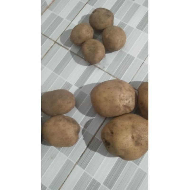 

kentang