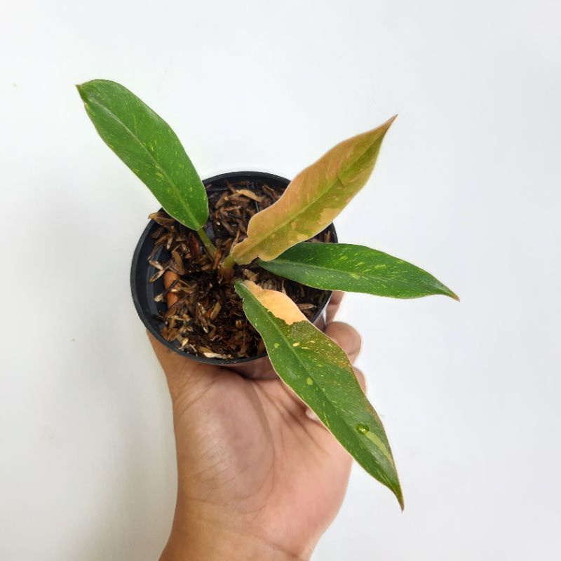 philodendron ring of fire